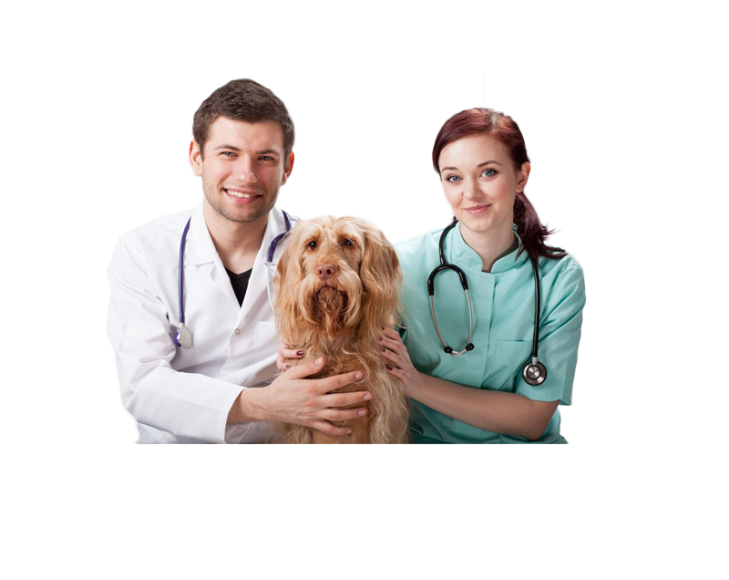 κτηνίατρος